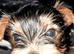 12 week old female Yorkshire terrier puppie