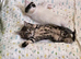 1 lovely kitten looking for her forever home