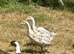 2x geese for sale