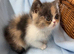 2 Beautiful exotic kittens
