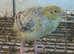 Quail chicks
