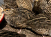3 week quails off heat