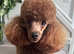 KC Toy Poodle
