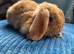 Pure breed Mini plush lops