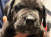 Great Dane X Mastiff Daniff Girls.