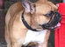 Champion French Bulldog Available for STUD. Producing Big Litters