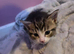 Lovely mixed breed kittens