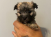 Morkie puppys