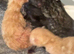 7 kittens available