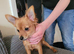 5 month old male chorkie