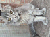 5 month old mainecoon female
