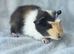 4 MALE guinea pigs No more timewasters!