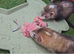 Ferret hob kits