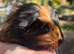 Baby Guineapigs