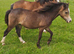 Yearling Section A filly
