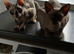 Three Beautiful Sphynx Cats &ndash; Microchipped & Vaccinated (Aged 5 & 1)