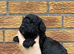 Beautiful Toy Cockapoo Puppies from Extensively DNA & Health Tested Parents