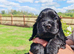 COCKER  SPANIEL PUPPIES    [KC REG]
