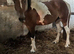 Nf cross warmblood/cob 3 year old filly