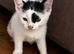 Beautiful Kittens Looking for Loving Homes