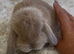 Stunning litter of mini lop bunnies looking for loving homes.