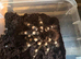 A Smithi, a Red Knee and a White Knee spider for sale