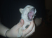 4 chihuahua pups