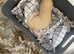 18 week old male and female albino ferret siblings