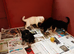 Stunning KC reg German Shepherd pups