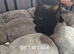 5 beautiful kittens cross tabby and Bengal ready now