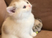 British Shorthair Kittens for sale