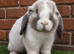 Pure breed mini lop bucks