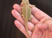 Baby bearded dragons