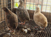 Jumbo Coturnix Japanese Italian English quails and also fertile eggs for sale !