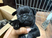 Beautiful full pedigree Pug pups