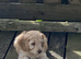 Stunning cockapoo puppies