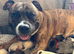 Staffy X puppies