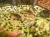 Bronze Corydoras for sale