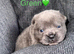 4 Gorgeous F1 French Bulldog X Chow Chows