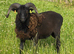 Pedigree Registered Soay Rams