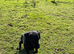 Labrador