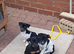 Miniture jack russell pups