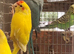 This years baby ringnecks