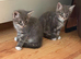 Mainecoon Cross kittens Ready Now