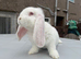 Giant French lops