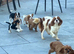 Cavalier King Charles spaniel