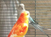 Cage and birds