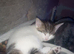 Beautiful littke female kitten