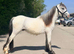 Eye catching gelding to make 12.2