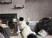 Marley 1 years old border collie